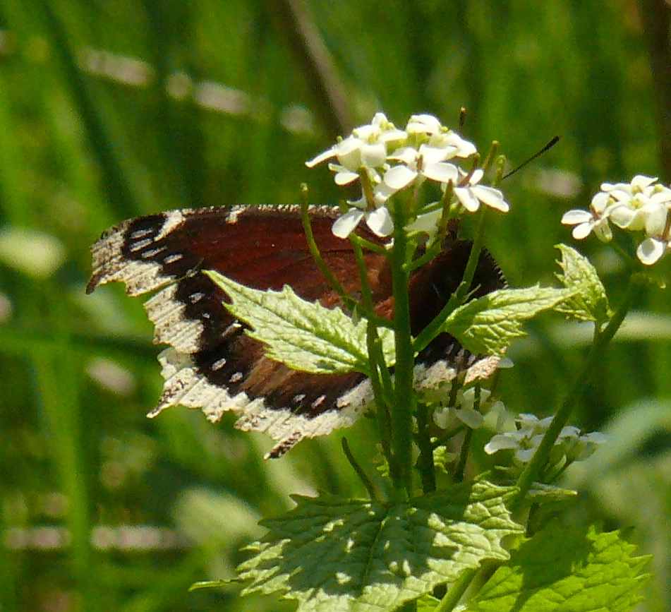 Nymphalis antiopa Nymphalis antiopa